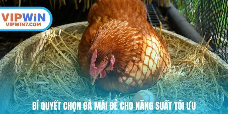 Bí quyết chọn gà mái đẻ cho năng suất tối ưu