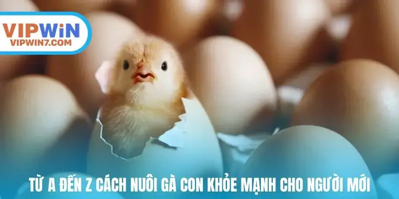 Từ A đến Z cách nuôi gà con khỏe mạnh cho người mới