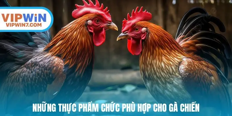 Những thực phẩm chức phù hợp cho gà chiến