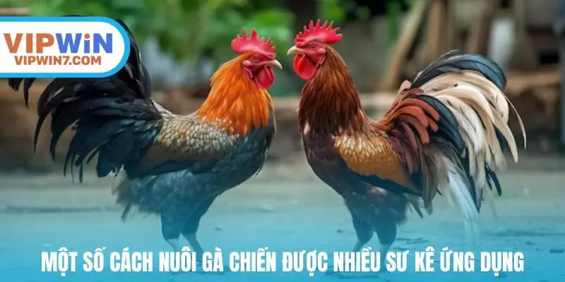 Một số cách nuôi gà chiến được nhiều sư kê ứng dụng