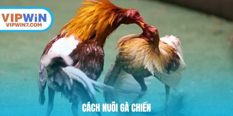 cách nuôi gà chiến