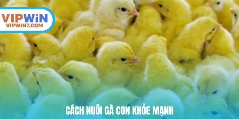 Cách nuôi gà con khỏe mạnh
