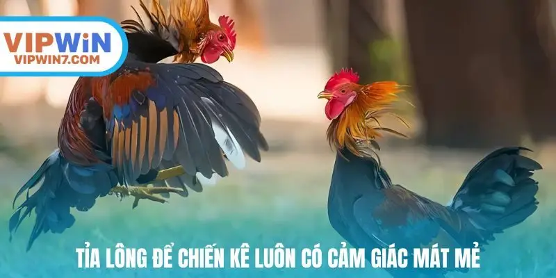 Tỉa lông để chiến kê luôn có cảm giác mát mẻ
