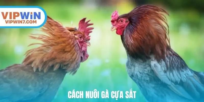Cách nuôi gà cựa sắt