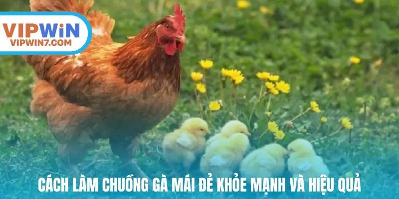 Cách làm chuồng gà mái đẻ khỏe mạnh và hiệu quả