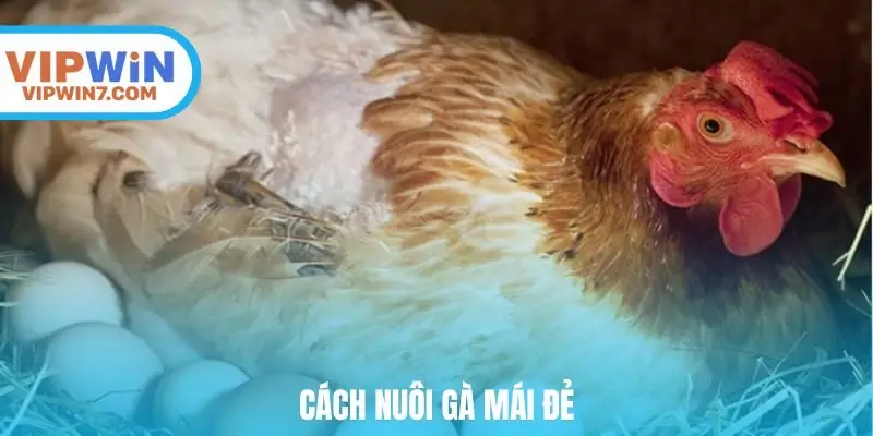 cách nuôi gà mái đẻ
