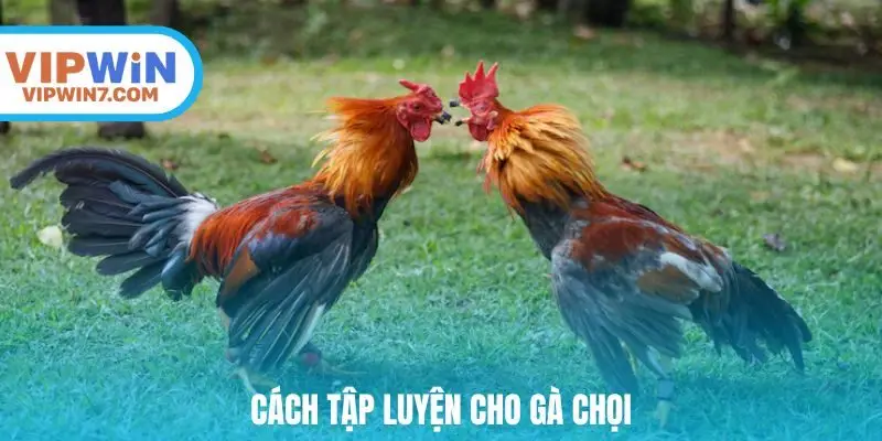 Cách tập luyện cho gà chọi