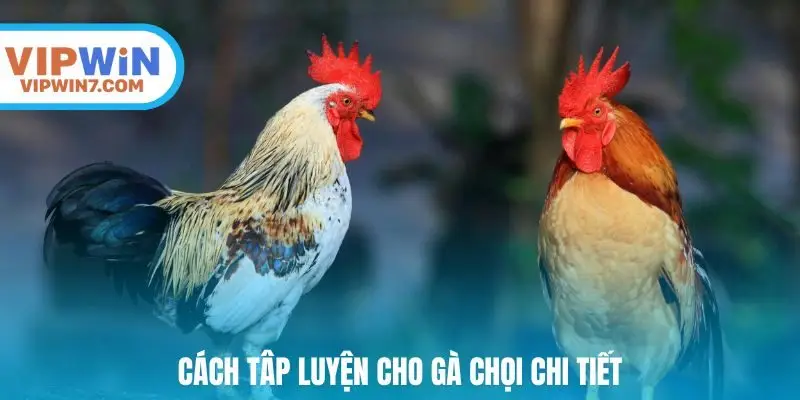 Cách tâp luyện cho gà chọi chi tiết