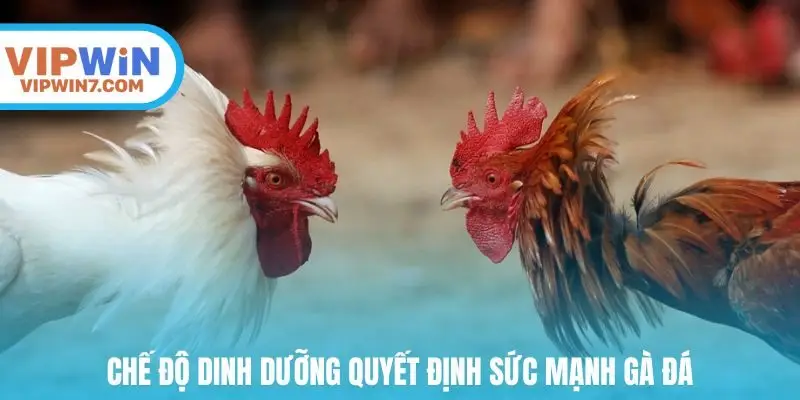 Chế độ dinh dưỡng quyết định sức mạnh gà đá