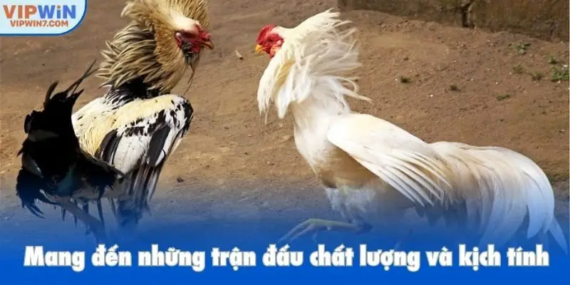 Mang đến những trận đấu chất lượng