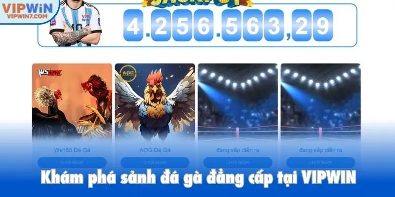 Khám phá sảnh đá gà đẳng cấp tại VIPWIN