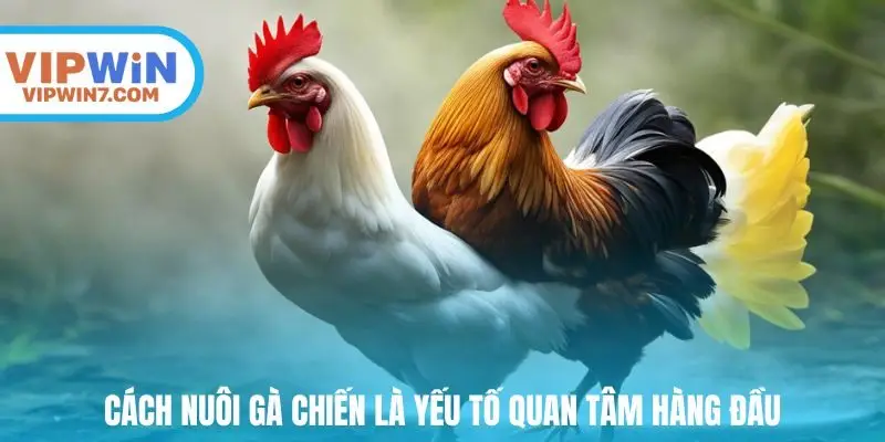 Cách nuôi gà chiến là yếu tố quan tâm hàng đầu