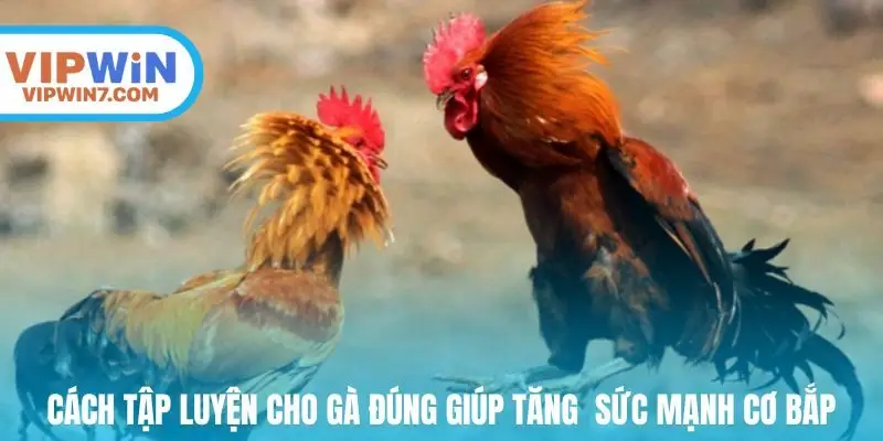 Cách tập luyện cho gà chọi đúng giúp gà tăng thể lực và sức mạnh cơ bắp