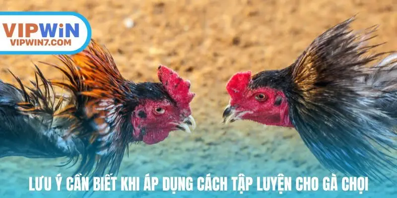 Lưu ý cần biết khi áp dụng cách tập luyện cho gà chọi