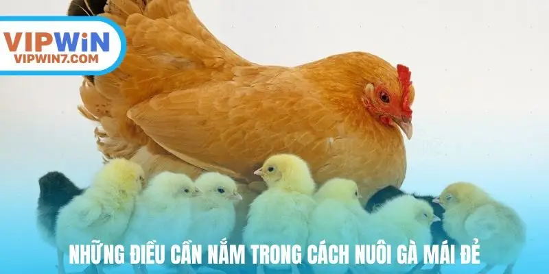 Những điều cần nắm trong cách nuôi gà mái đẻ