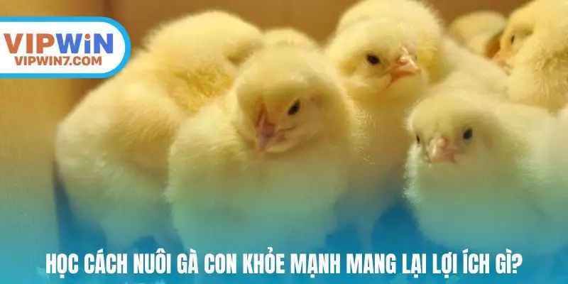 Học cách nuôi gà con khỏe mạnh mang lại lợi ích gì?