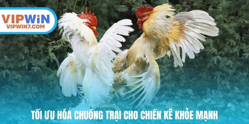 Tối ưu hóa chuồng trại cho chiến kê khỏe mạnh