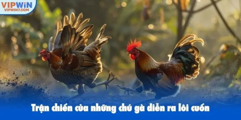 Trận chiến của những chú gà diễn ra lôi cuốn